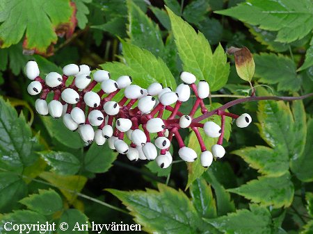  Actaea alba